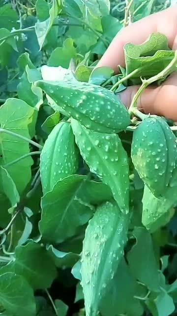 吃瓜东北口音,笑谈娱乐圈风云