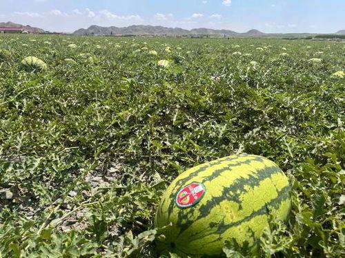 宁夏今日吃瓜爆料,揭秘今日热点事件背后的真相