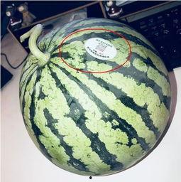 南宁吃瓜网红,南宁网红吃瓜达人带你探秘当地美食江湖