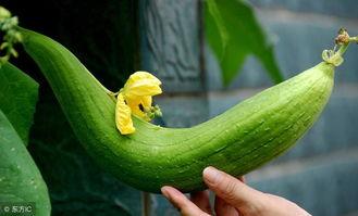 防胖吃瓜的神器,尽享美味——揭秘防胖吃瓜的神器秘籍