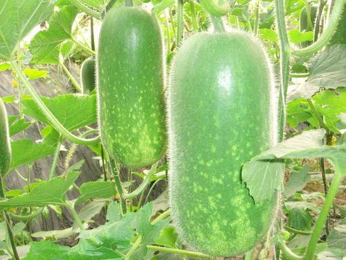 鄢陵吃瓜大赛,一场别开生面的吃瓜大赛盛宴