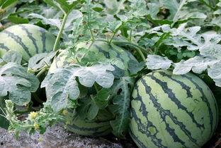 不是瓜怎么吃,解锁非瓜类水果的多样食法