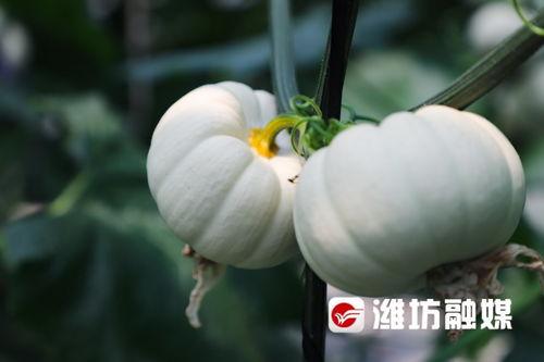 潍坊顶楼吃瓜,揭秘高空“吃瓜”背后的故事