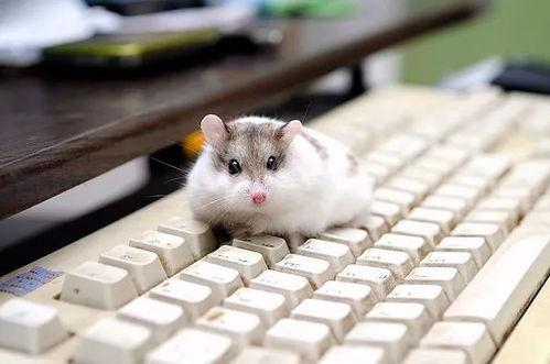 一只仓鼠可以吃四个瓜,揭秘仓鼠饮食的奇妙法则