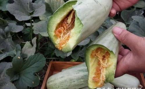 羊角蜜甜瓜吃瓜视频,甜蜜滋味，视觉盛宴