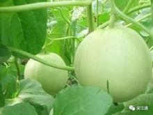 童瓜吃苕皮,童瓜的苕皮美食之旅