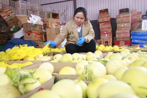 辽宁盘锦吃瓜直播