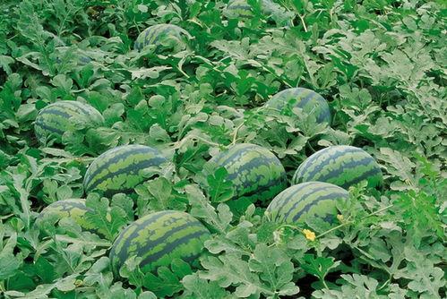 聚众吃瓜视频素材大全,聚众吃瓜视频素材大全盘点