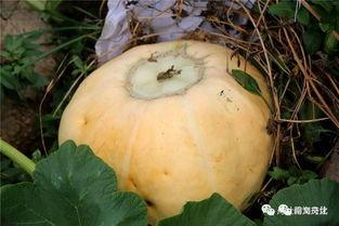 小脚吃瓜,探寻夏日消暑美食之旅