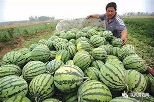 一车瓜翻了继续吃瓜后续,揭秘“继续吃瓜”背后的故事与启示