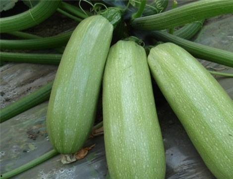 吃月瓜的好处,揭秘吃月瓜的五大益处